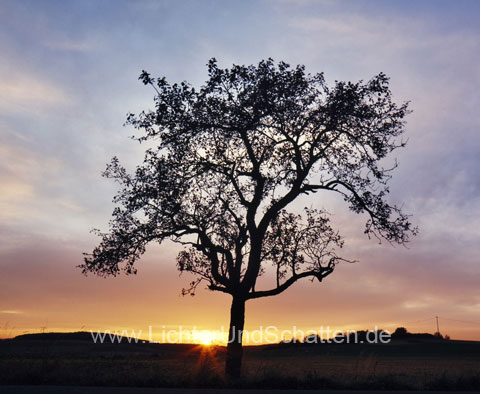 Apfelbaum im Abendlicht