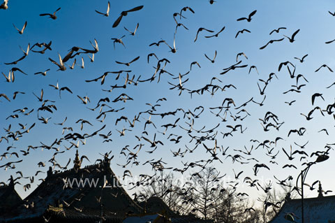 Vogelflug