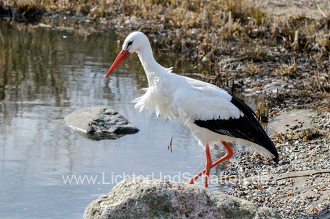 Storch