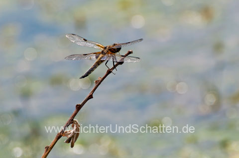 Libelle